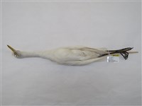 藏品(黃頭鷺)的圖片